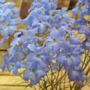 ヒメ日記 2025/05/01 06:24 投稿 あやめ 一宮稲沢小牧ちゃんこ