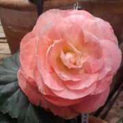 ヒメ日記 2025/05/26 18:34 投稿 あやめ 一宮稲沢小牧ちゃんこ