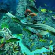 ヒメ日記 2025/11/24 02:24 投稿 あやめ 一宮稲沢小牧ちゃんこ