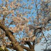 ヒメ日記 2026/03/31 05:54 投稿 あやめ 一宮稲沢小牧ちゃんこ