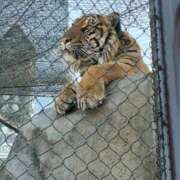 ヒメ日記 2026/03/31 23:08 投稿 あやめ 一宮稲沢小牧ちゃんこ