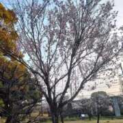 ヒメ日記 2026/04/08 07:24 投稿 あやめ 一宮稲沢小牧ちゃんこ