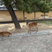 ヒメ日記 2025/09/28 17:30 投稿 三上 琴 こあくまな熟女たち三河店（KOAKUMAグループ）