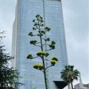 ヒメ日記 2025/10/12 09:59 投稿 三上 琴 こあくまな熟女たち三河店（KOAKUMAグループ）