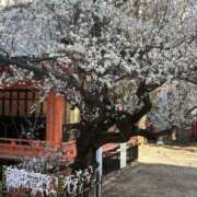 ヒメ日記 2026/04/05 09:51 投稿 三上 琴 こあくまな熟女たち三河店（KOAKUMAグループ）