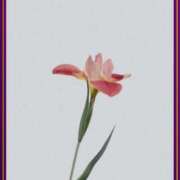 ヒメ日記 2025/08/23 17:31 投稿 みほ 佐世保人妻デリヘル「デリ夫人」