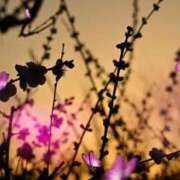 ヒメ日記 2026/01/22 23:35 投稿 みほ 佐世保人妻デリヘル「デリ夫人」