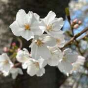 ヒメ日記 2025/03/30 16:07 投稿 もも ギン妻パラダイス 和歌山店