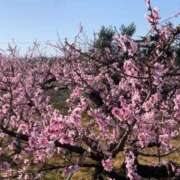 ヒメ日記 2025/04/07 16:09 投稿 もも ギン妻パラダイス 和歌山店