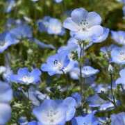 ヒメ日記 2025/05/18 21:41 投稿 もも ギン妻パラダイス 和歌山店