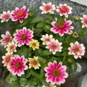 ヒメ日記 2025/08/06 08:11 投稿 もも ギン妻パラダイス 和歌山店