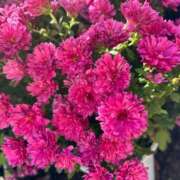 ヒメ日記 2025/11/23 07:35 投稿 もも ギン妻パラダイス 和歌山店