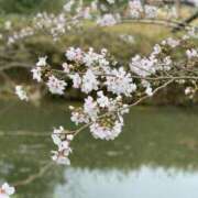 ヒメ日記 2026/04/08 07:37 投稿 もも ギン妻パラダイス 和歌山店