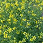 ヒメ日記 2026/04/11 21:33 投稿 もも ギン妻パラダイス 和歌山店