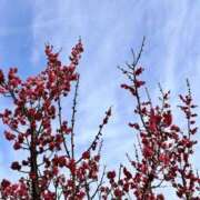 ヒメ日記 2026/02/19 11:01 投稿 モカ 水戸角海老