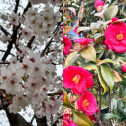 ヒメ日記 2026/04/03 16:01 投稿 モカ 水戸角海老