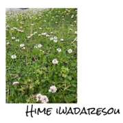 ヒメ日記 2025/06/20 16:00 投稿 さわ 山梨デリヘル 人妻物語 ～極～