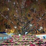 ヒメ日記 2025/11/07 20:26 投稿 ゆずは ラブライフ大宮岩槻店