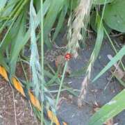 ヒメ日記 2026/02/04 20:54 投稿 ゆずは ラブライフ大宮岩槻店