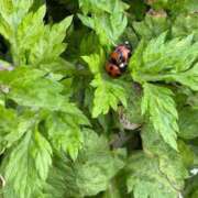 ゆずは 🐞🐞🐞 ラブライフ大宮岩槻店