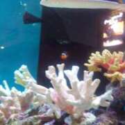 ヒメ日記 2025/11/25 09:51 投稿 もな 風鈴（ふうりん）