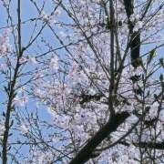 ヒメ日記 2026/04/03 17:54 投稿 あみ【梅田堂山女学院】 梅田堂山女学院