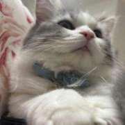 ヒメ日記 2025/06/16 00:49 投稿 あんず チューリップ福井別館