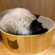 ヒメ日記 2025/02/22 13:29 投稿 ことね チューリップ福井別館