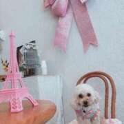 ヒメ日記 2025/03/22 08:44 投稿 セリ チューリップ福井別館