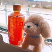 ヒメ日記 2025/02/20 15:24 投稿 ちょこ チューリップ福井別館