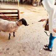 ヒメ日記 2025/08/17 23:18 投稿 ちょこ チューリップ福井別館