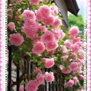 一条 トリコ 熟女待機所 厚木店