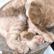 ヒメ日記 2025/10/19 22:14 投稿 みやび チューリップ福井別館