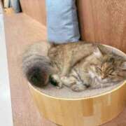 ヒメ日記 2025/11/03 11:04 投稿 みやび チューリップ福井別館