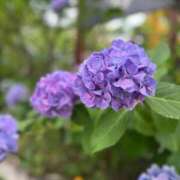 ヒメ日記 2025/07/02 21:44 投稿 りんり チューリップ福井別館