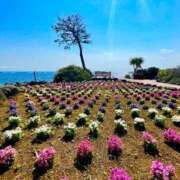 ヒメ日記 2026/03/06 13:52 投稿 みやび ドマーニ