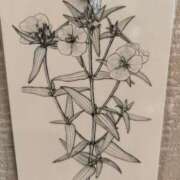 ヒメ日記 2025/02/25 09:02 投稿 ひな 愛知弥富ちゃんこ