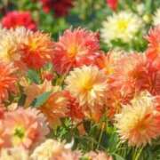 ヒメ日記 2025/11/03 16:41 投稿 ひな 愛知弥富ちゃんこ