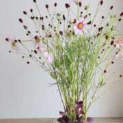 ヒメ日記 2025/11/03 21:11 投稿 ひな 愛知弥富ちゃんこ