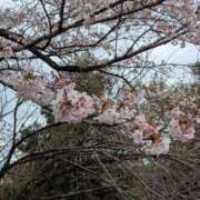 ヒメ日記 2025/04/05 10:24 投稿 あいこ 熟女＆人妻＆ぽっちゃり倶楽部