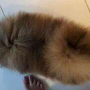 ヒメ日記 2025/07/12 15:19 投稿 夢野雅 ローテンブルク