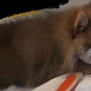 ヒメ日記 2025/08/27 12:14 投稿 夢野雅 ローテンブルク