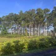 夢野雅 ペットロス ローテンブルク