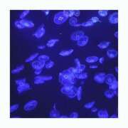 ヒメ日記 2025/08/03 14:55 投稿 ぴあの バイオレンス