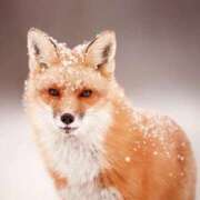 ゆずは いてて💦 Lolipop（ロリポップ）