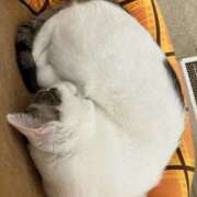 ヒメ日記 2025/03/11 19:51 投稿 まみ 横浜人妻セレブリティ（ユメオト）