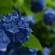 ヒメ日記 2025/06/25 08:07 投稿 まみ 横浜人妻セレブリティ（ユメオト）