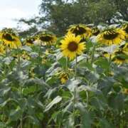 ヒメ日記 2025/08/18 09:49 投稿 まみ 横浜人妻セレブリティ（ユメオト）