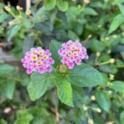 さら 🌸出勤してます🌸 厚木人妻城