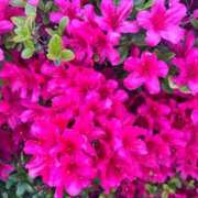 ヒメ日記 2026/04/20 20:17 投稿 さら 厚木人妻城